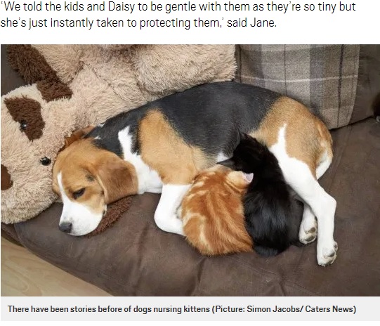 2匹の子ネコに授乳する‟デイジー”（画像は『Metro　2019年9月17日付「Beagle is surrogate mum to two kittens and even breastfeeds them」（Picture: Simon Jacobs/ Caters News）』のスクリーンショット）
