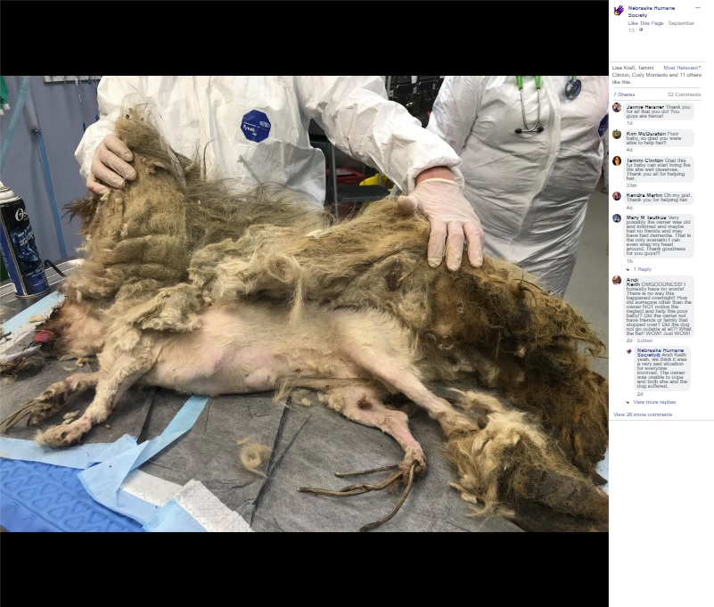 伸びきった爪や毛の塊（画像は『Nebraska Humane Society　2019年9月13日付Facebook「Check out how our NHS staff gave a second chance to a neglected dog.」』のスクリーンショット）