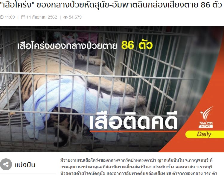 保護された147頭のトラのうち86頭が死ぬ（画像は『Thai PBS News　2019年9月14日付「“เสือโคร่ง” ของกลางป่วยหัดสุนัข-อัมพาตลิ้นกล่องเสียงตาย 86 ตัว」』のスクリーンショット）