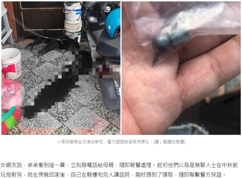 改造エアガンで撃たれた犬（画像は『TVBS新聞網　2019年9月16日付「見小黑狗可愛伸手摸被咬　男怒掏槍轟爆牠頭亡」（圖/翻攝自臉書）』のスクリーンショット）