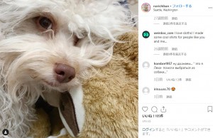 目力がすごいノリ（画像は『Nori Porkchop　2019年3月31日付Instagram「Me and my sloth again!」』のスクリーンショット）
