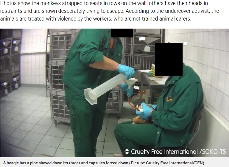 口からチューブを挿入されたビーグル犬（画像は『Metro　2019年10月15日付「Monkeys scream out in pain in secret footage recorded at ‘German lab’」（Picture: Cruelty Free International/CEN）』のスクリーンショット）