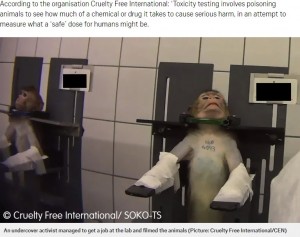 手をテープで巻かれ首を固定された猿（画像は『Metro　2019年10月15日付「Monkeys scream out in pain in secret footage recorded at ‘German lab’」（Picture: Cruelty Free International/CEN）』のスクリーンショット）