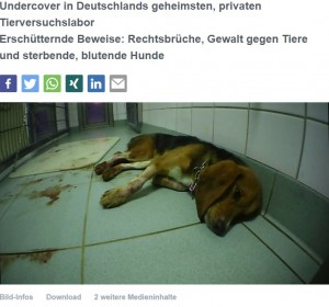 血を流して苦しむ犬（画像は『Presseportal　2019年10月13日付「Undercover in Deutschlands geheimsten, privaten Tierversuchslabor Erschütternde Beweise: Rechtsbrüche, Gewalt gegen Tiere und sterbende, blutende Hunde」』のスクリーンショット）