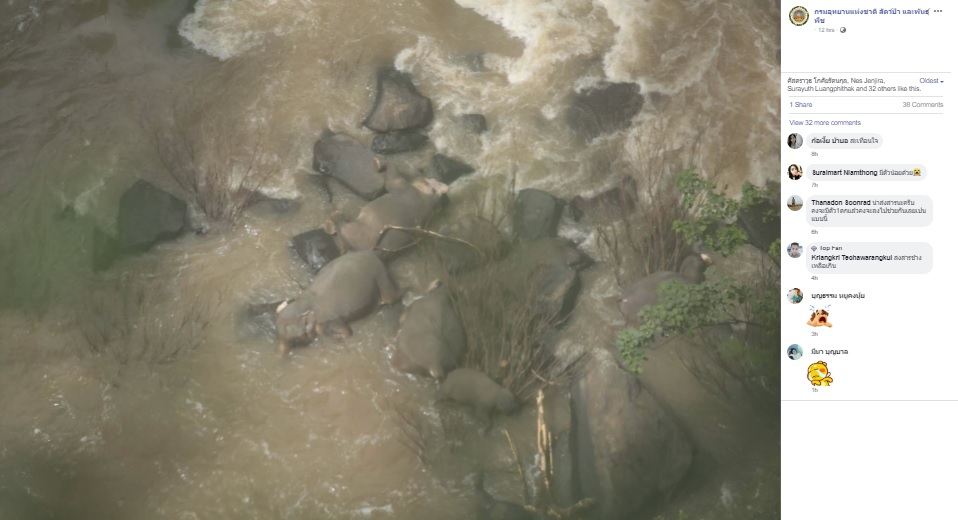 滝に転落したゾウ（画像は『กรมอุทยานแห่งชาติ สัตว์ป่า และพันธุ์พืช　2019年10月5日付Facebook「อุทยานแห่งชาติเขาใหญ่ประกาศปิดการท่องเที่ยวบริเวณน้ำตกเหวนรก ชั่วคราว หลังพบช้างป่าเสียชีวิตถึง 6 ตัว ด้านช้างป่าที่รอดชีวิต ทีมสัตวแพทย์เฝ้าระวังอาการอย่างใกล้ชิด」』のスクリーンショット）