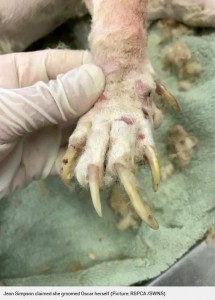 飼育放棄され伸びた爪（画像は『Metro　2019年10月13日付「Neglected dog’s fur was so matted vets had to remove his eye」（Picture: RSPCA /SWNS）』のスクリーンショット）
