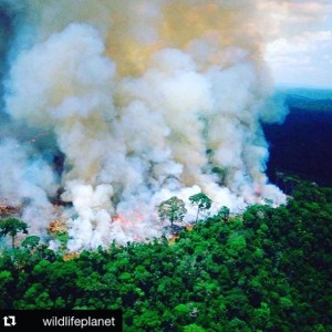 アマゾン熱帯雨林発生した記録的森林火災（画像は『柴咲コウ　2019年8月22日付Instagram「＃Repost ＠wildlifeplanet」』のスクリーンショット）