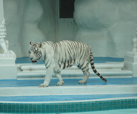30日夜、ラスベガスでマジック・ショーに登場するホワイト・タイガーが脱走し、無事捕獲される。こちらはミーラジュ・ホテルのホワイト・タイガー。
