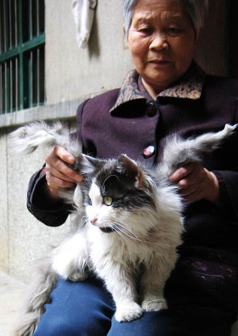 【海外仰天ニュース】 またもや中国発、2匹の猫の背に発生した美しい翼に愕然！