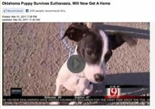 【米国発！Breaking News】安楽死させられた捨て犬、ゴミ捨て場で生き返り「奇跡のサバイバー犬」として話題に。（オクラホマ）