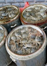 【アジア発！Breaking News】中国産上海蟹から有害物質が検出。専門家は「毒を盛られたようなもの」。（台湾）