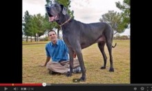 【米国発！Breaking News】ギネス認定の世界一ノッポな犬、“ジャイアント・ジョージ”が死亡。（アリゾナ州）