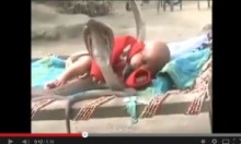 【海外発！Breaking News】スヤスヤ昼寝する赤ちゃんの脇に4匹のコブラ。＜動画あり＞