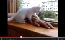 【EU発！Breaking News】ご主人様の腕を守りたい！　飼い主を心配する猫の動画が大人気。