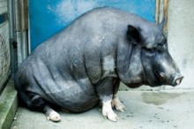 【アジア発！Breaking News】豚の糞を川に垂れ流し。養豚業者に地域住民、激怒。（中国）
