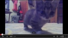 【米国発！Breaking News】障がいに負けない子猫の“LIL BUB”。かわいすぎる動画で人気沸騰中。（インディアナ州）