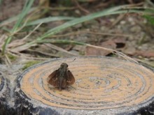 【豪州発！Breaking News】酷暑の低林地帯で行方不明の男性、貝と蝶で4週間生き延びる。（オーストラリア）