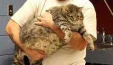 【米国発！Breaking News】16.3kgの超肥満ネコ。「健康的なダイエット食を与えていた」と飼い主は主張。（アリゾナ州）
