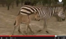【南米発！Breaking News】名付けて“ゾンキー”。ロバとシマウマのミックス馬がメキシコで誕生。＜動画あり＞