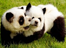 【アジア発！Breaking News】「パンダ風の犬」がペットショップで好セールス。（中国）
