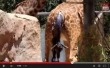 【米国発！Breaking News】サンディエゴ動物園のキリン、大勢の見学者が見守る中で出産。