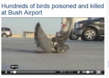 【米国発！Breaking News】ユナイテッド航空に「人でなし！」の声。バードストライク防止策で鳥を次々と毒殺。（テキサス州）