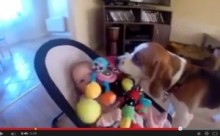 【海外発！Breaking News】飼い犬が赤ちゃんをあやすために奮闘。大量オモチャ攻めの動画が大人気。