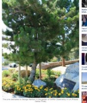 【米国発！Breaking News】皮肉にも原因は“ビートルズ”。ジョージ・ハリスン記念樹の松の木が枯れる。（加州）
