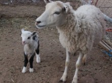 【米国発！Breaking News】父親がヤギで母親が羊。あまりに可愛い“バタフライ”ちゃん大人気。（アリゾナ州）