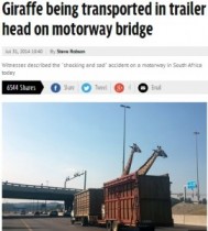 【アフリカ発！Breaking News】キリンの頭を陸橋が直撃。輸送中のトレーラーから首を出していたため死亡。（南ア）