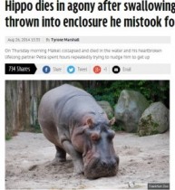 【EU発！Breaking News】動物園のカバ、見学者が投げたテニスボールを飲み込んで死亡。刑事告訴へ。（独）