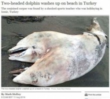 【中東発！Breaking News】2つの頭を持つ“結合双生”の白いイルカ、海岸に打ち上げられる。（トルコ）