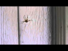【海外発！Breaking News】クモは「音」が苦手？　大迫力の歌声にひたすらビビる動画が話題に。
