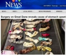 【米国発！Breaking News】食欲不振の犬の胃から44枚ものソックス。人の足の臭いが好きすぎた!?（オレゴン州）