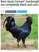 【アジア発！Breaking News】“ランボルギーニ”の異名をとる全身まっ黒のニワトリ、大変な高値で取引も。（インドネシア）