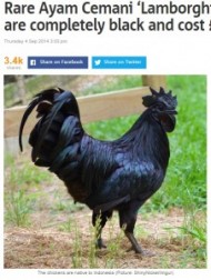 【アジア発！Breaking News】“ランボルギーニ”の異名をとる全身まっ黒のニワトリ、大変な高値で取引も。（インドネシア）