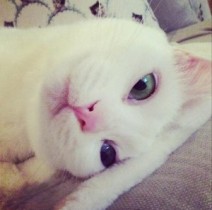 【エンタがビタミン♪】柴咲コウが“猫”になって広告コメントに苦言。「美は一日にしてならず だろにゃっ！」