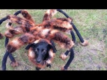 【EU発！Breaking News】ポーランドで巨大蜘蛛が大暴れするイタズラ動画が大人気。
