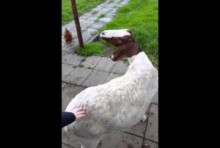 【海外発！Breaking News】“エクソシスト”な首で人を驚かせるヤギがオランダに！＜動画あり＞