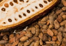 【海外発！Breaking News】エボラ余波でカカオ豆収穫者が激減。チョコレートはいずれ値上がりか品薄か。（コートジボワール）