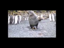 【海外発！Breaking News】ペンギンに交尾するオットセイの動画に衝撃。捕食だけじゃなかった！（南ア）
