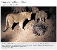 【海外発！Breaking News】17頭のライオンを追い払った！　ヤマアラシの勇敢な姿。（南ア）＜動画あり＞