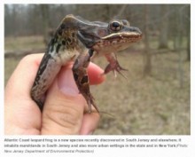 【海外発！Breaking News】新種のカエルが発見される。セキのような唸り声が特徴。（米）