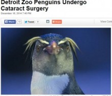 【海外発！Breaking News】動物園のご長寿ペンギン、白内障の手術を受ける。（米）