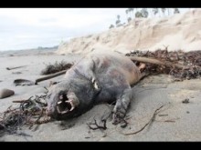 【海外発！Breaking News】嵐が去ったサンタバーバラ、浜辺に打ち上げられた謎の生物。