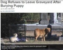 【海外発！Breaking News】土葬された子犬の墓から一歩も離れない母親犬に、人々思わず涙。（米）