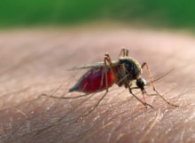 【海外発！Breaking News】マラリアを媒介する殺虫剤耐性スーパーモスキート2種、西アフリカで確認。