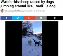 【海外発！Breaking News】自らを牧羊犬だと信じるヒツジ、ボーダー・コリーとスキップ、ジャンプ！（英）＜動画あり＞