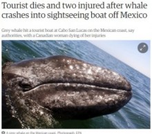 【海外発！Breaking News】24名を乗せたクルージング船にクジラが体当たり、3名の死傷者。（メキシコ）