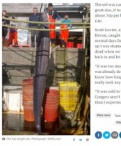 【海外発！Breaking News】体長6m、体重59kgの巨大アナゴを捕獲。たった7500円で競り落とされる。（英）